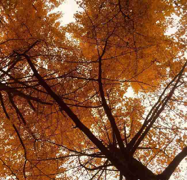 2026河南師大附中金龍學(xué)校錄取分?jǐn)?shù)線